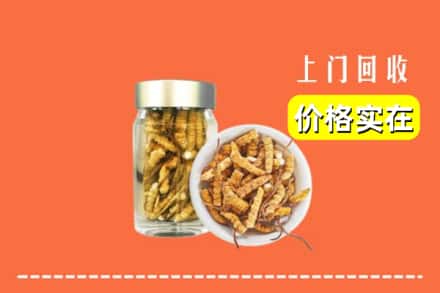 抚州黎川县回收散虫草