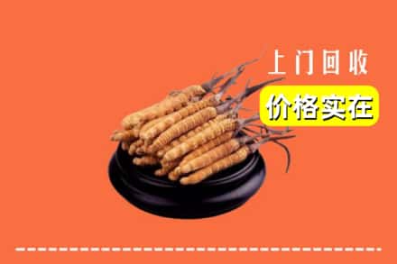 抚州黎川县回收冬虫夏草